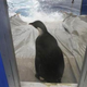 Illustration for article titled Wayward New Zealand Penguin Mightve Been Chomped by a Killer Whale